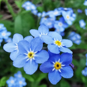 5,000+ Blue Forget Me Not Seeds for Planting | Easy to Grow Wildflower  Seeds | Made in USA, Ships from Iowa.