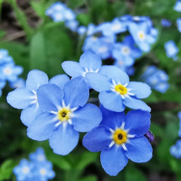 Firmament Forget-Me-Not Flower seeds, Small dainty blue flower