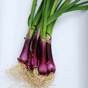 Deep Purple Scallion Bunching Onion Seeds - Organically grown Open Pollinated