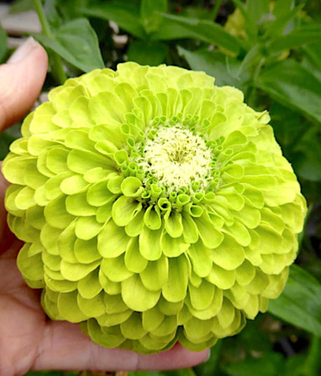 Benarys Giant Lime Zinnia Flower Seeds, Heirloom Flower Seeds, Bouquet