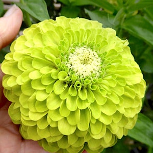 Benarys Giant Lime Zinnia Flower seeds, Heirloom flower seeds, Bouquet pollinator flower, Beautiful all growing season, Long vase life