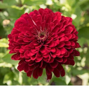Heirloom Deep Red Zinnia Seeds: Giant Pollinator Cut Flower
