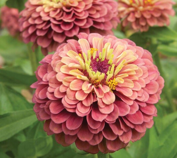 Queeny Lime Zinnia Mix Seeds: Heirloom Cut Flower Bouquet, Pollinator ...