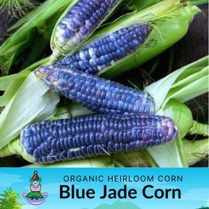 May include: Close-up of several ears of Blue Jade corn, a vibrant blue variety. The corn is partially husked, revealing the kernels. The image also includes green husks and the text "Blue Jade Corn".