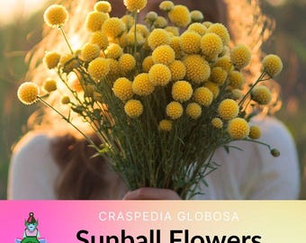 May include: A bouquet of bright yellow craspedia globosa flowers, also known as billy buttons, held by a person. The flowers are in bloom and have a round, button-like shape.