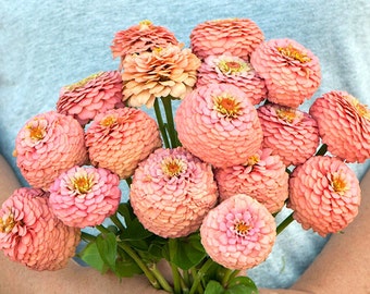 Oklahoma Salmon Zinnia flower seeds - Regrows, pollinator and cut flower for bouquets