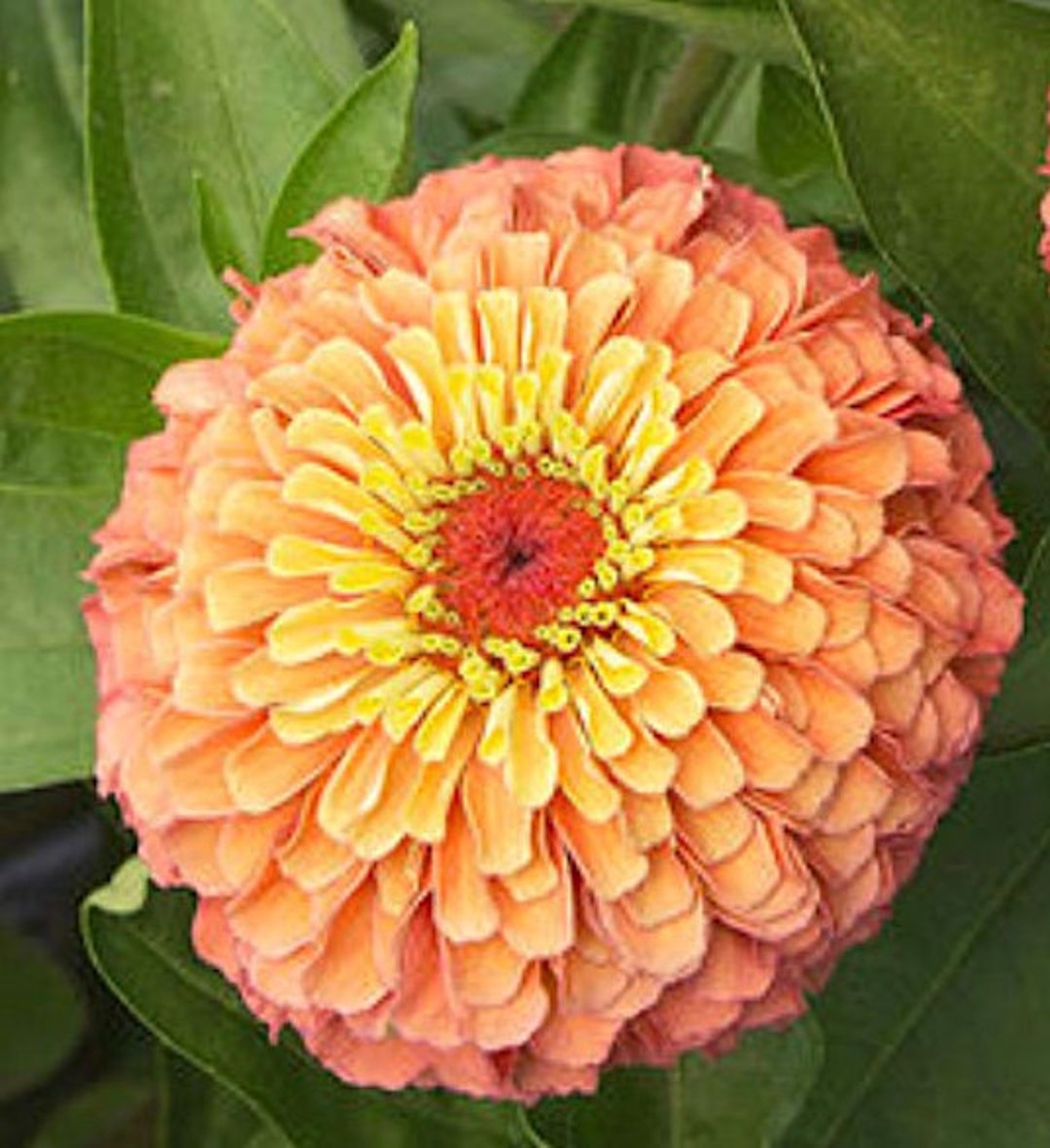 Queeny Lime Orange Zinnia Flower Seeds Pollinator Bouquet Cut Flower Easy to Grow Etsy