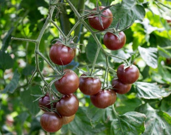 LIVE Organic Chocolate Cherry Tomato plants, PRE-ORDER Ships in Spring, Seedlings, Rare Tomato, Rooted Seedling, Easy to Grow, Plant Starts