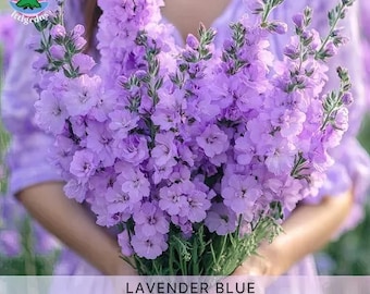 Katz Lavender Blue Stock Flower Seeds, 40 Count - Etsy