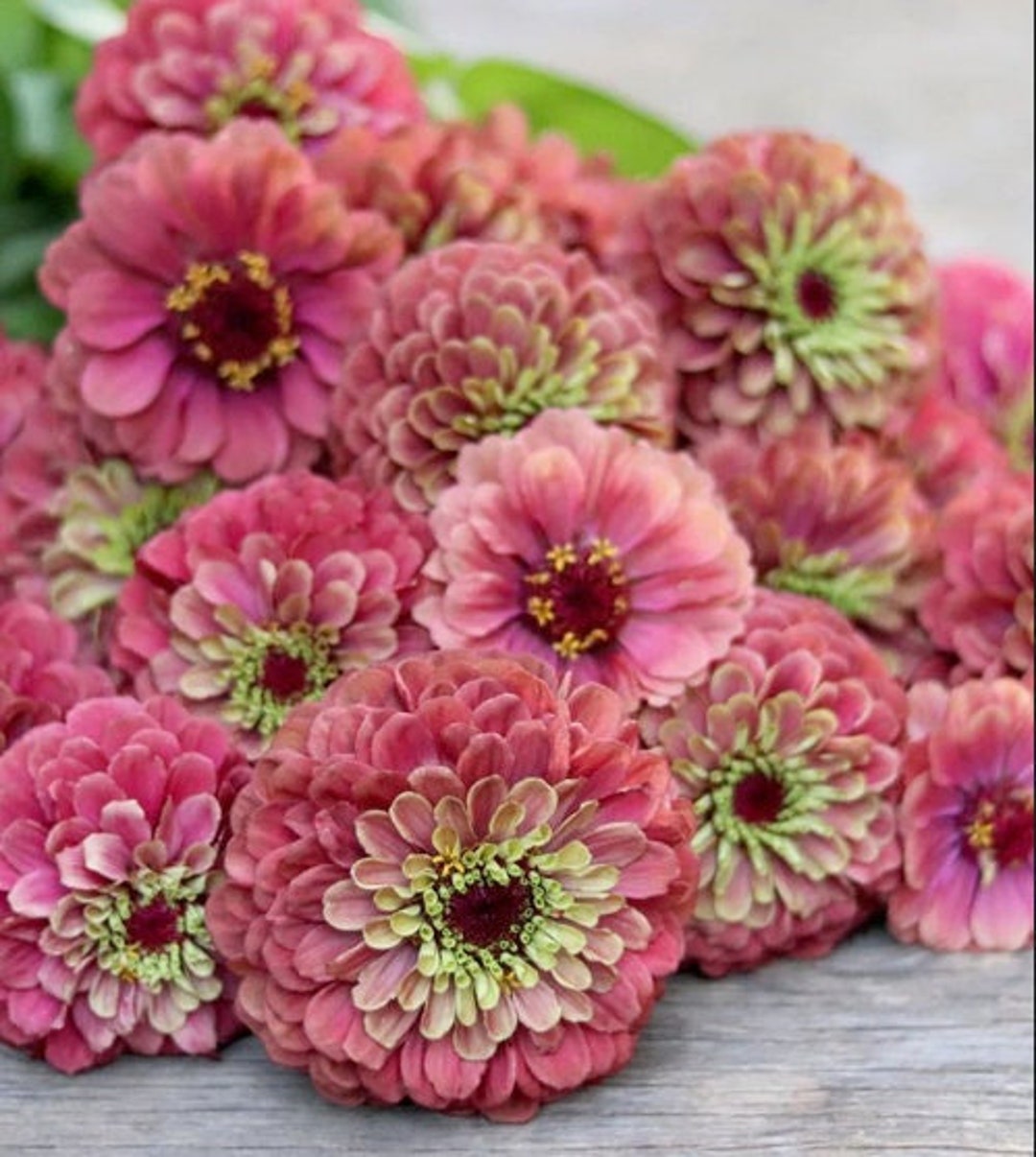 Queeny Red Lime Blush Zinnia Flower Seeds Heirloom Untreated Pollinator