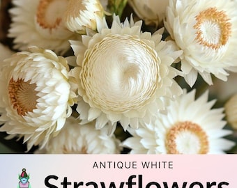 25 Antique White Strawflower Seeds, Heirloom Everlasting Bouquet Flower