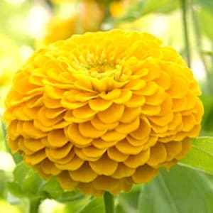 Benarys Giant Yellow Zinnia flower seeds, Heirloom Easy to Grow Pollinator Bouquet Flower