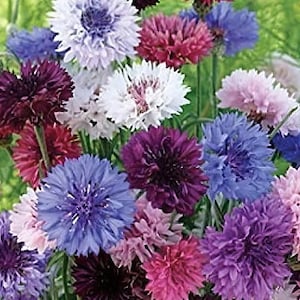 May include: A bouquet of colorful cornflowers in shades of blue, purple, pink, and white. The flowers are arranged in a cluster, with some blooms facing the camera and others facing away.