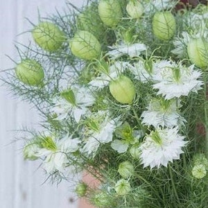Green Pod Nigella flower seeds, White Love-in-a-Mist, Heirloom Fresh or Dried flower, Grows pods for dried arrangements, pollinator flower