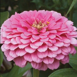 Benarys Giant Bright Pink Zinnia flower seeds - Pollinator, Bouquet, Dramatic flower border, versatile flower and gorgeous (15, 25 seeds)