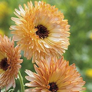Pacific Apricot Beauty Calendula flower seeds, Edible Cut Everlasting Flower Dry for Craft petals Culinary
