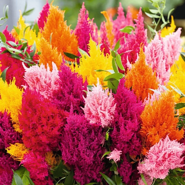 Pampas Plume Celosia mix, Colorful fluffy vivid fresh and dried flower