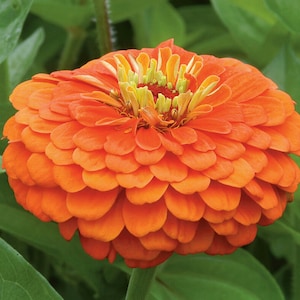 May include: A vibrant orange zinnia flower with a yellow center. The flower is in full bloom and has many petals.