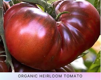 Black Krim Tomato seeds, Heirloom Organically grown Non GMO Open Pollinated, Rare tomato seeds, Garden seeds
