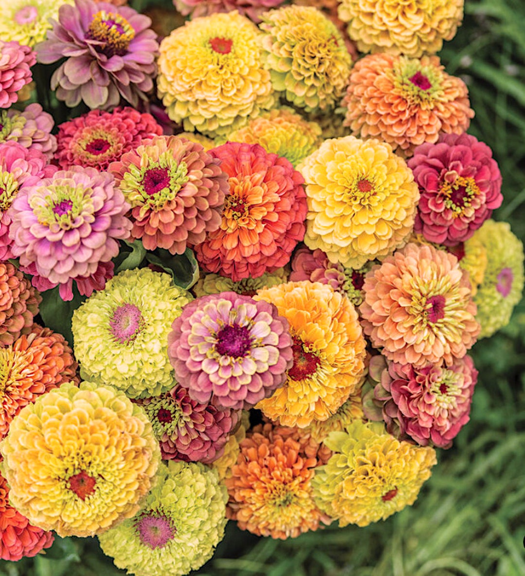 Queeny Lime Zinnia Mix Seeds: Heirloom Cut Flower Bouquet, Pollinator ...