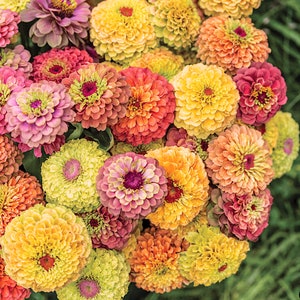 Queeny Lime Zinnia Mix seeds - Untreated Heirloom - Pollinator Bouquet Cut Flower Easy to Grow