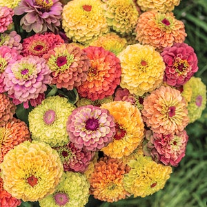 Queeny Lime Zinnia Mix flower seeds, Untreated Heirloom, Pollinator Bouquet Cut Flower that is Easy to Grow