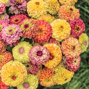 Semillas Queeny Lime Zinnia Mix - Reliquia sin tratar - Flor cortada de ramo polinizador fácil de cultivar