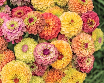 Queeny Lime Zinnia Mix Seeds: Heirloom Cut Flower Bouquet, Pollinator Friendly