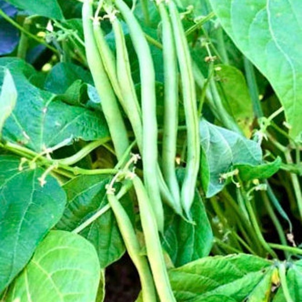 Organic Jade Bush Bean seeds, Heirloom Untreated green bean seeds, canning and eat fresh