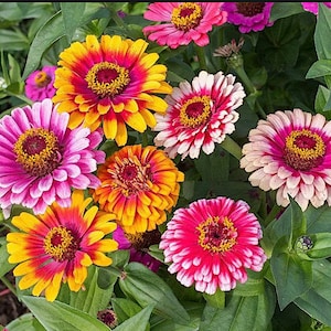 Whirlygig Mazurkia Zinnia Flower seeds, Two-toned Heirloom beauties Easy to Grow Garden Bouquet - Untreated Open Pollinated