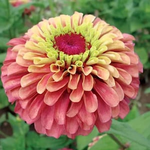Queen Red Lime Zinnia flower seeds, Heirloom Untreated Pollinator Bouquet Flower, Kids Garden Project Easy to Grow