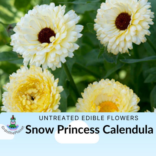 Organic Snow Ivory Princess Calendula flower seeds - Edible garnish Untreated Pollinator Edible Salad topper Dessert Craft petals