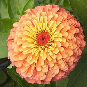 Queen Lime Orange Zinnia flower seeds - Pollinator Bouquet Cut Flower Easy to Grow