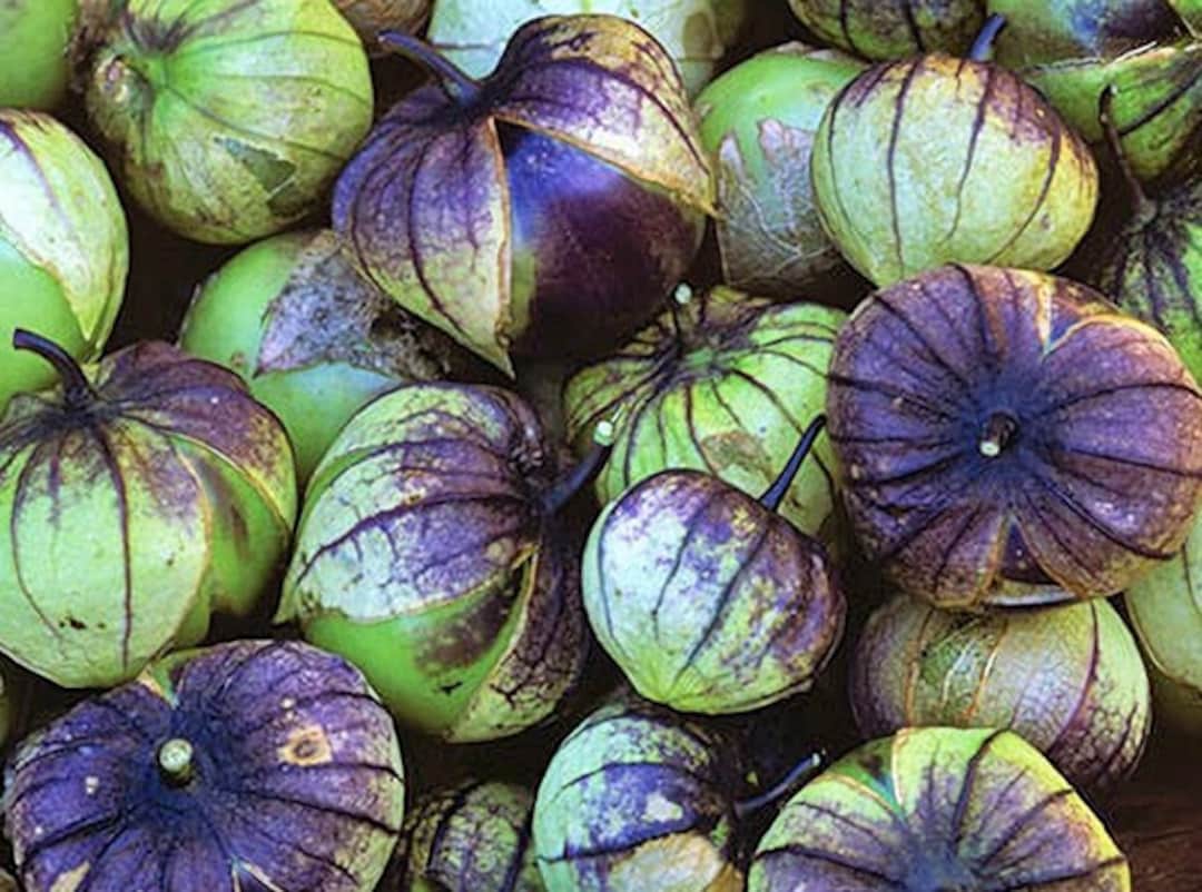Purple De Milpa Tomatillo Seeds physalis Ixocarpa, Heirloom Grown
