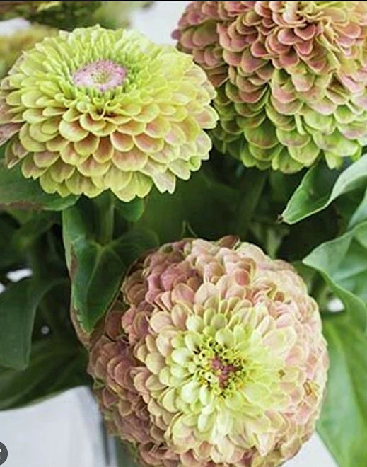 Queeny Lime Zinnia Mix Seeds: Heirloom Cut Flower Bouquet, Pollinator ...