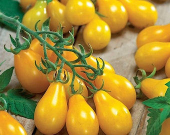 Yellow Pear Tomato seeds, Organically-grown Untreated Open Pollinated, Pear tomato seeds, Garden seeds, Yellow tomato seeds
