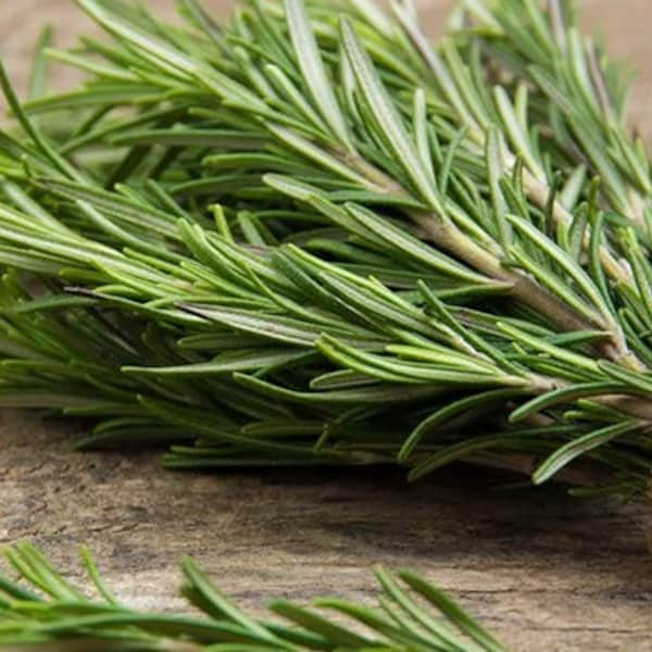 Rosemary herb seeds, Rosemarinus officinalis, Heirloom Seeds, Non GMO, Plant, USA Grown