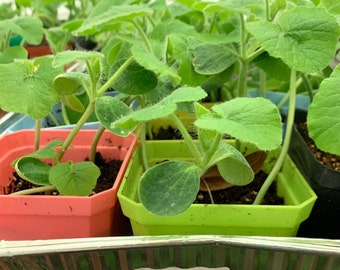 Squash Starter Seedlings Honeyboat Delicata, Garden Seedlings, Grown Organically from Open Pollinated Seeds