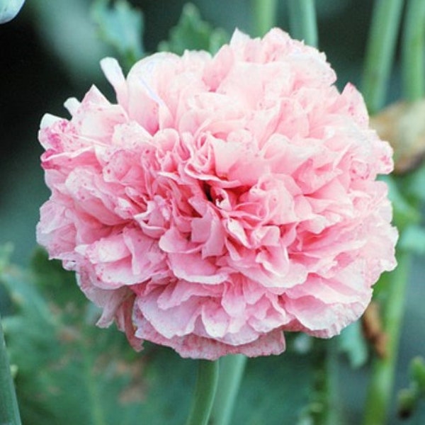 Heritage Double Pink Poppy flower seeds, Breadseed poppy flowers