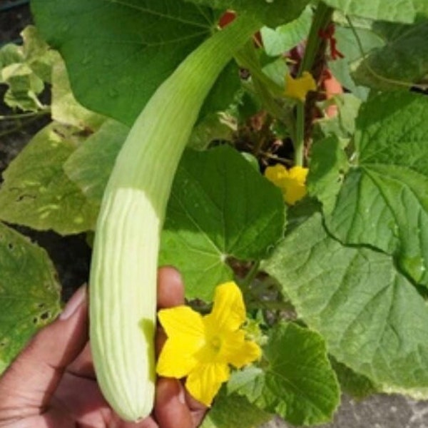 Armenian Cucumber Seeds, Heirloom Seeds Untreated Cucumber Non GMO Vegetable seeds