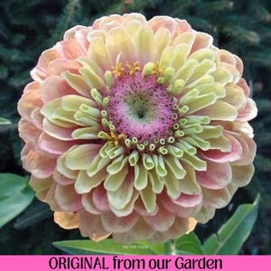 Queen Lime Blush Zinnia seeds, Untreated Heirloom Seeds, Pollinator Flowers Bouquet Cut Flower Easy to Grow