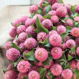 Raspberry Cream globe amaranth flower seeds (gomphrena globosa) - Untreated Open Pollinated - 15, 25 seeds