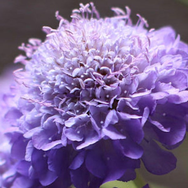 Lavender Oxford Blue Pincushion flower seeds (scabiosa atropurpurea), Blue Flower seeds, Bouquet Dried Flower seeds, Garden flower seeds