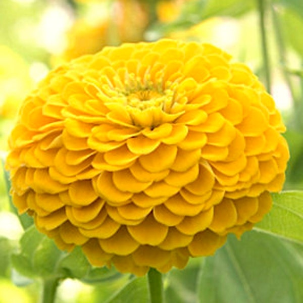 Benarys Giant Yellow Zinnia flower seeds, Heirloom Easy to Grow Pollinator Bouquet Flower