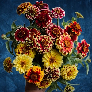 Jazzy Zinnia Flower seeds, Untreated Heirloom, Smaller Zinnia flower with lots of pizzazz - Nice cut flowers Easy-to-grow