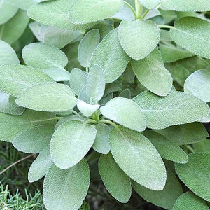 Culinary Sage herb seeds, Heirloom Untreated Open Pollinated