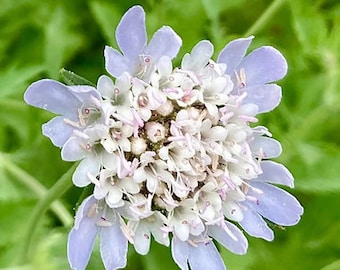 Starflower flower seeds Stellata scabiosa, Fresh and Dry pods with beautiful small blue flowers