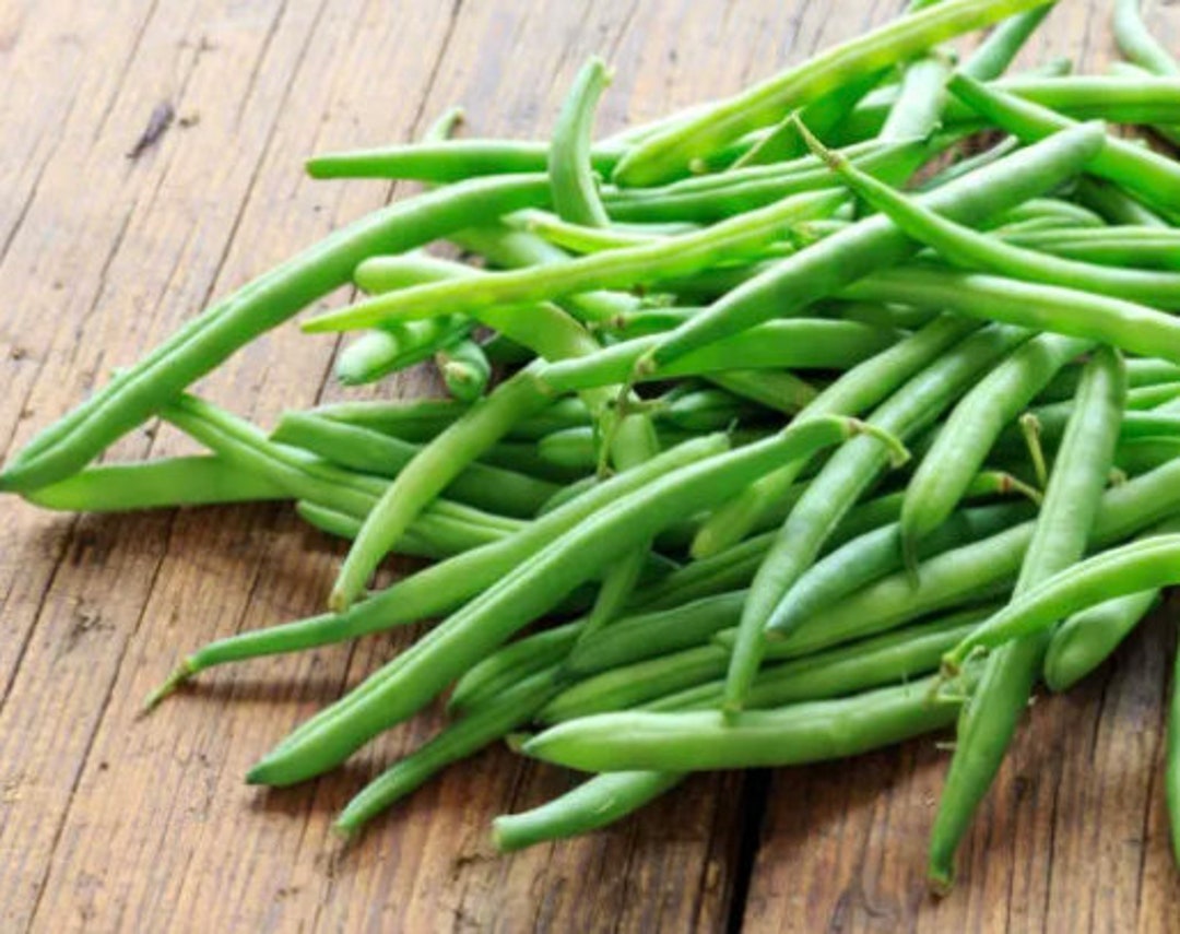 Organic Jade Bush Bean Seeds Bush Variety Heirloom Etsy