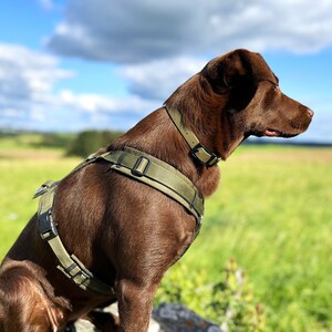 May include: A brown dog wearing a green and black tactical dog harness and a brown collar, sitting in a field of green grass with a blue sky and white clouds in the background.