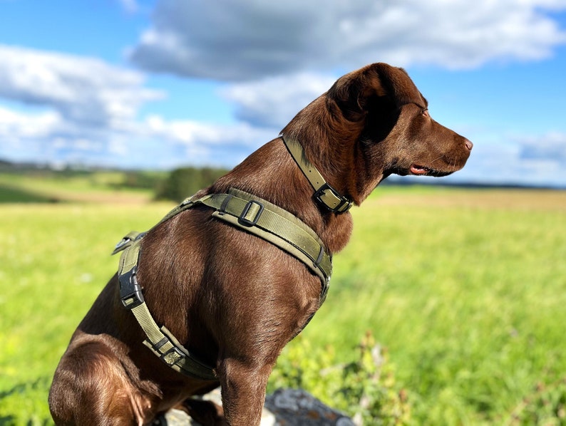 May include: A brown dog wearing a green and black tactical dog harness and a brown collar, sitting in a field of green grass with a blue sky and white clouds in the background.